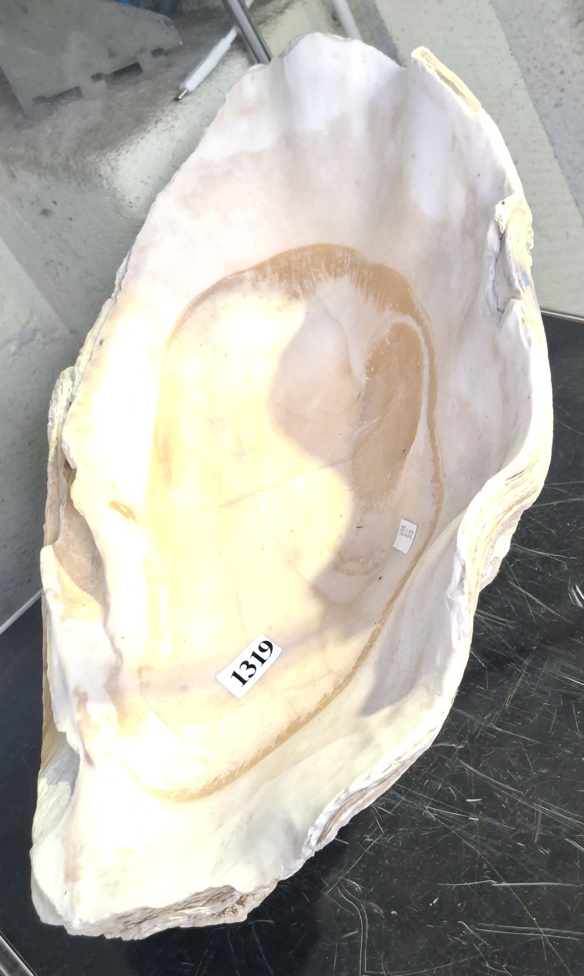 HALF CLAM SHELL