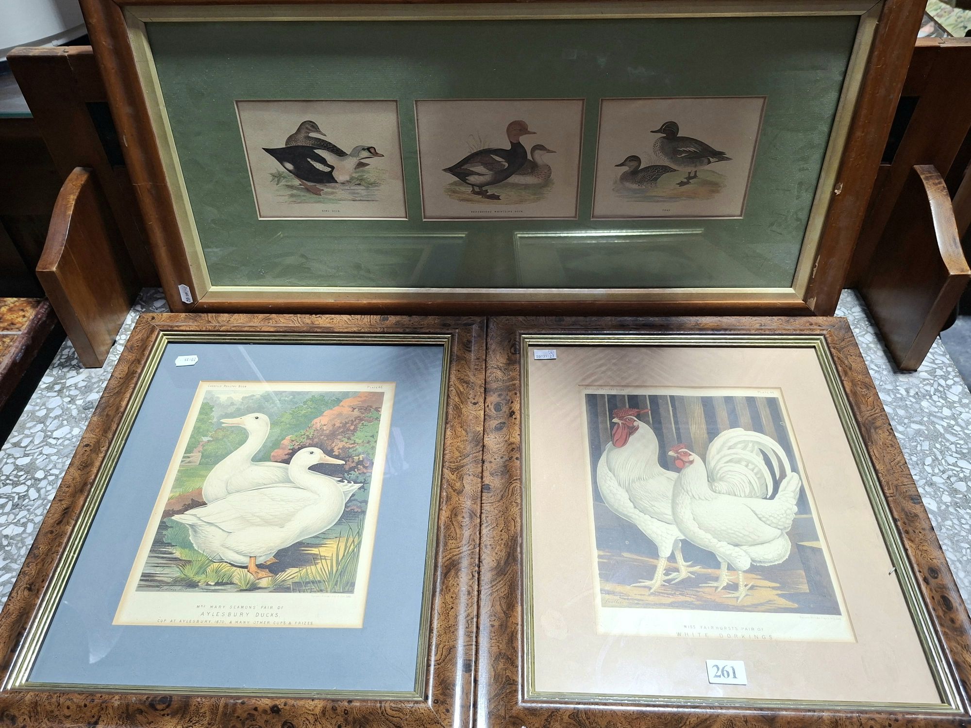 Antique Bird Prints