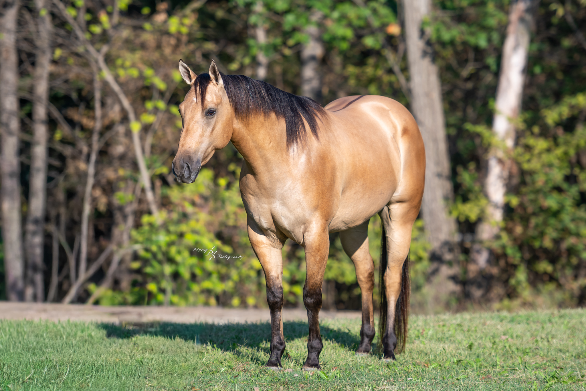 WAYLON | Horse Bid, LLC