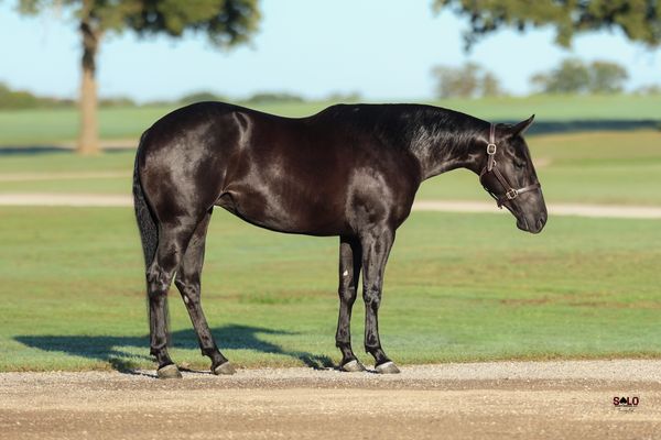 Lil Rey Of Smoke, 2024 black filly, A Vintage Smoke x Lil Rey Of Hope As, Lot 302 in the Solo Select October Sale