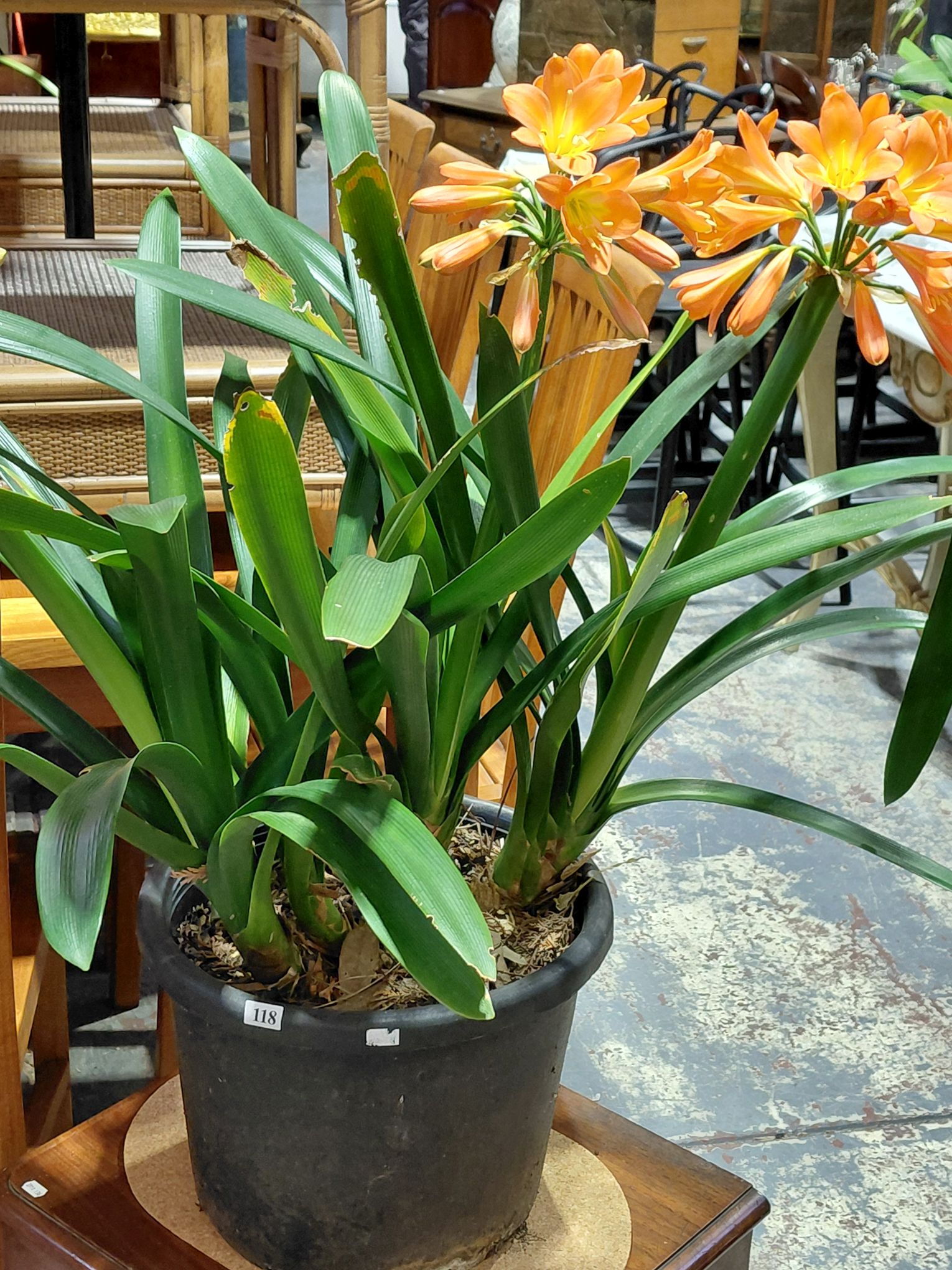 118 · CLIVIA