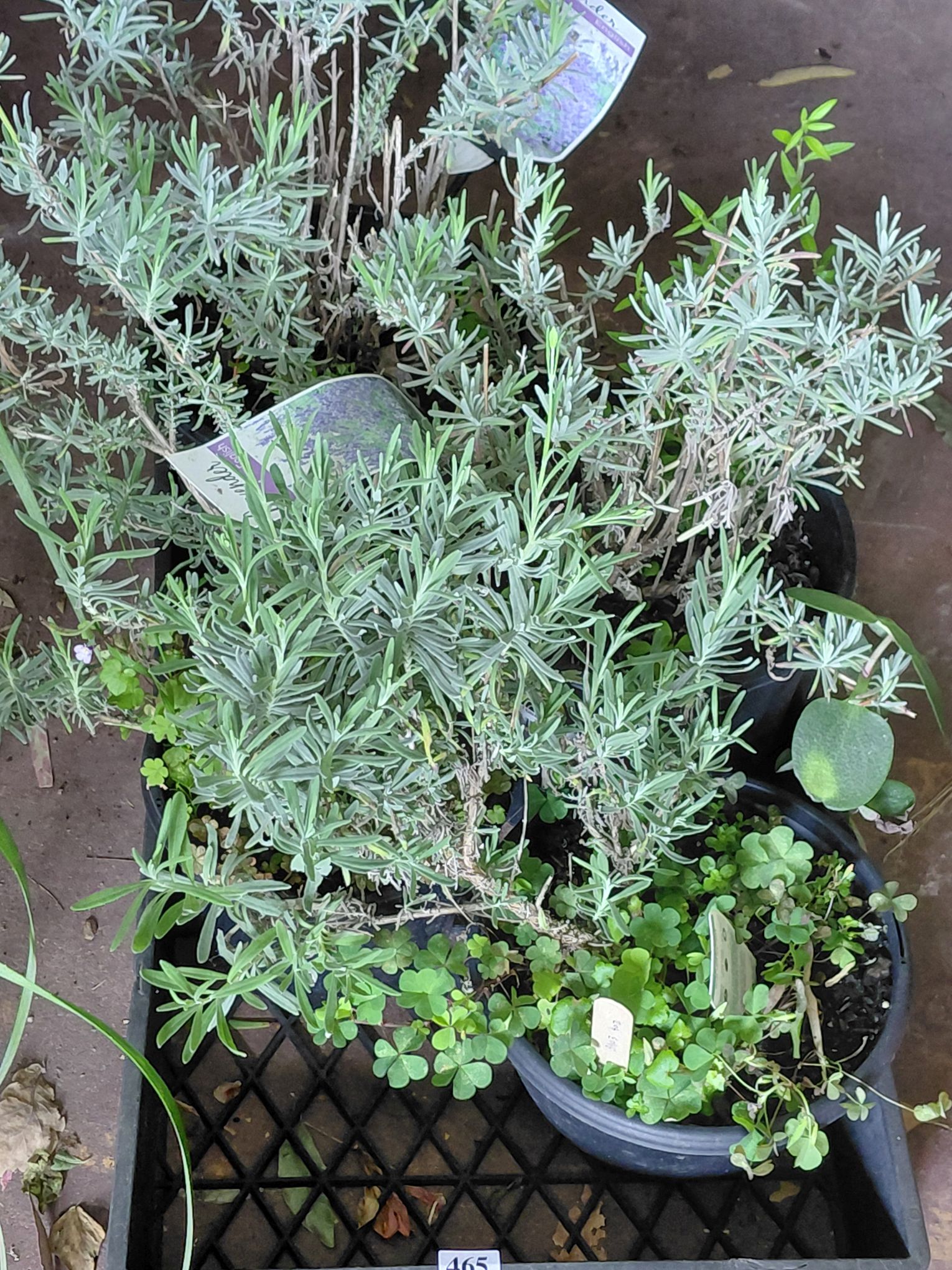 465 · LAVENDER PLANTS