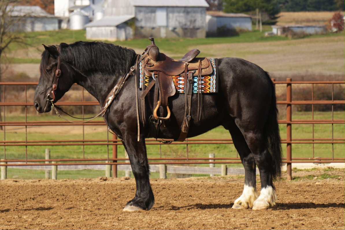MO | Horse Bid, LLC
