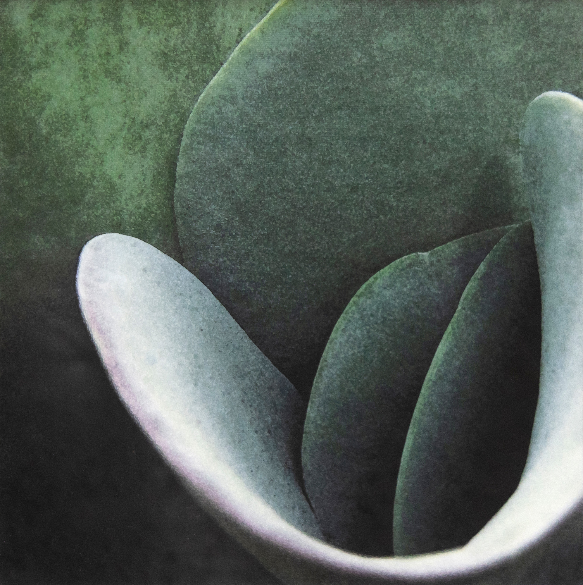 Tom Reese 'Untitled (Cactus Series)' — NZ auction result
