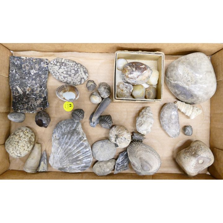 Box Shell Fossils Etc