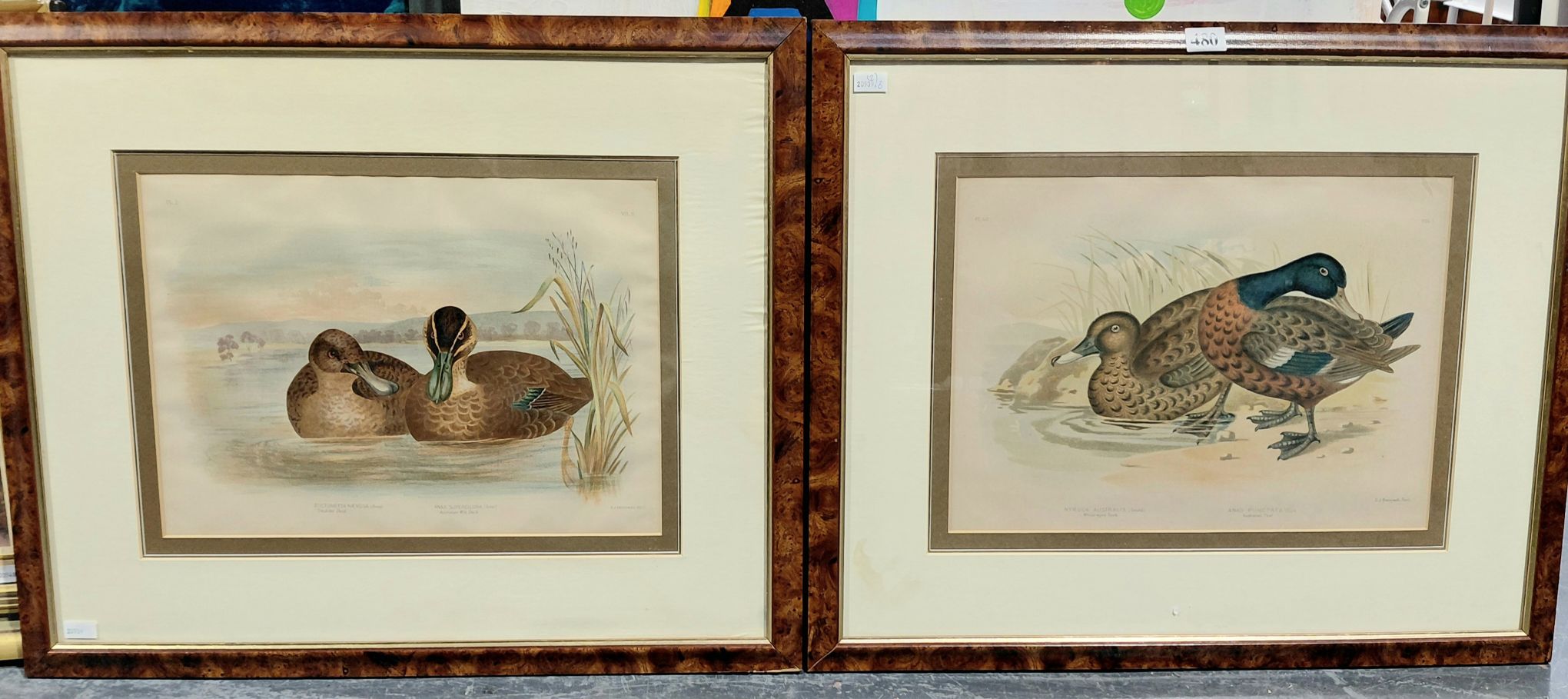 480 · COLORED LITHOGRAPHS