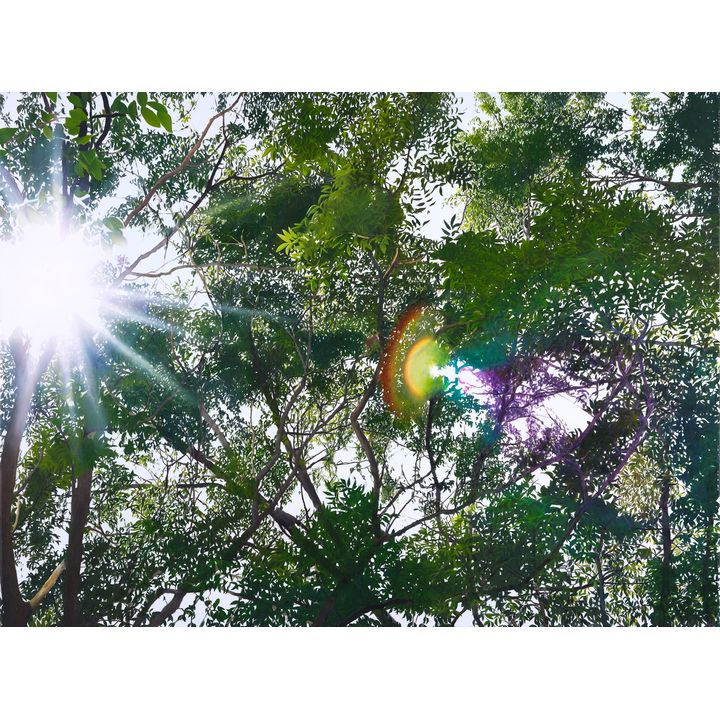 Trenton Garratt 'A Place Beneath the Trees'
