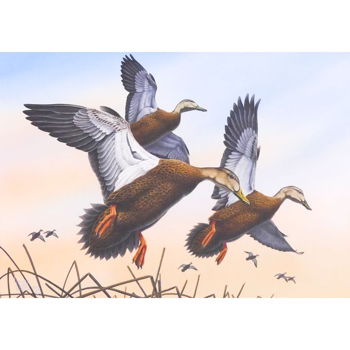 Lee Cable (b.1943, Colorado) 'Into the Reeds (Black Ducks)' Watercolor Painting. 1987. Framed. Image measures 13x18''
