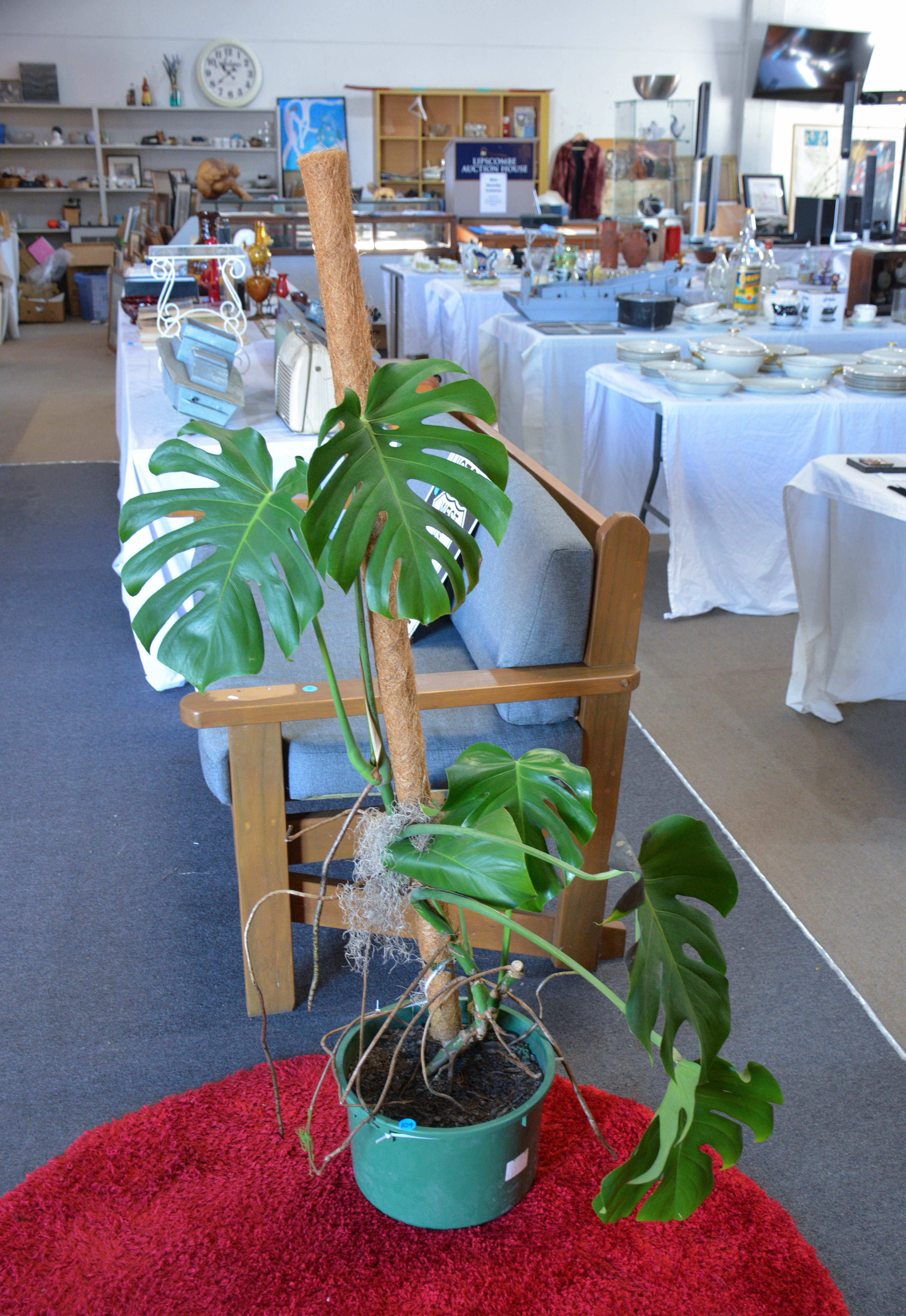 Large Monstera in Pot with 2m Moss Pole — sold at auction in New Zealand for $50