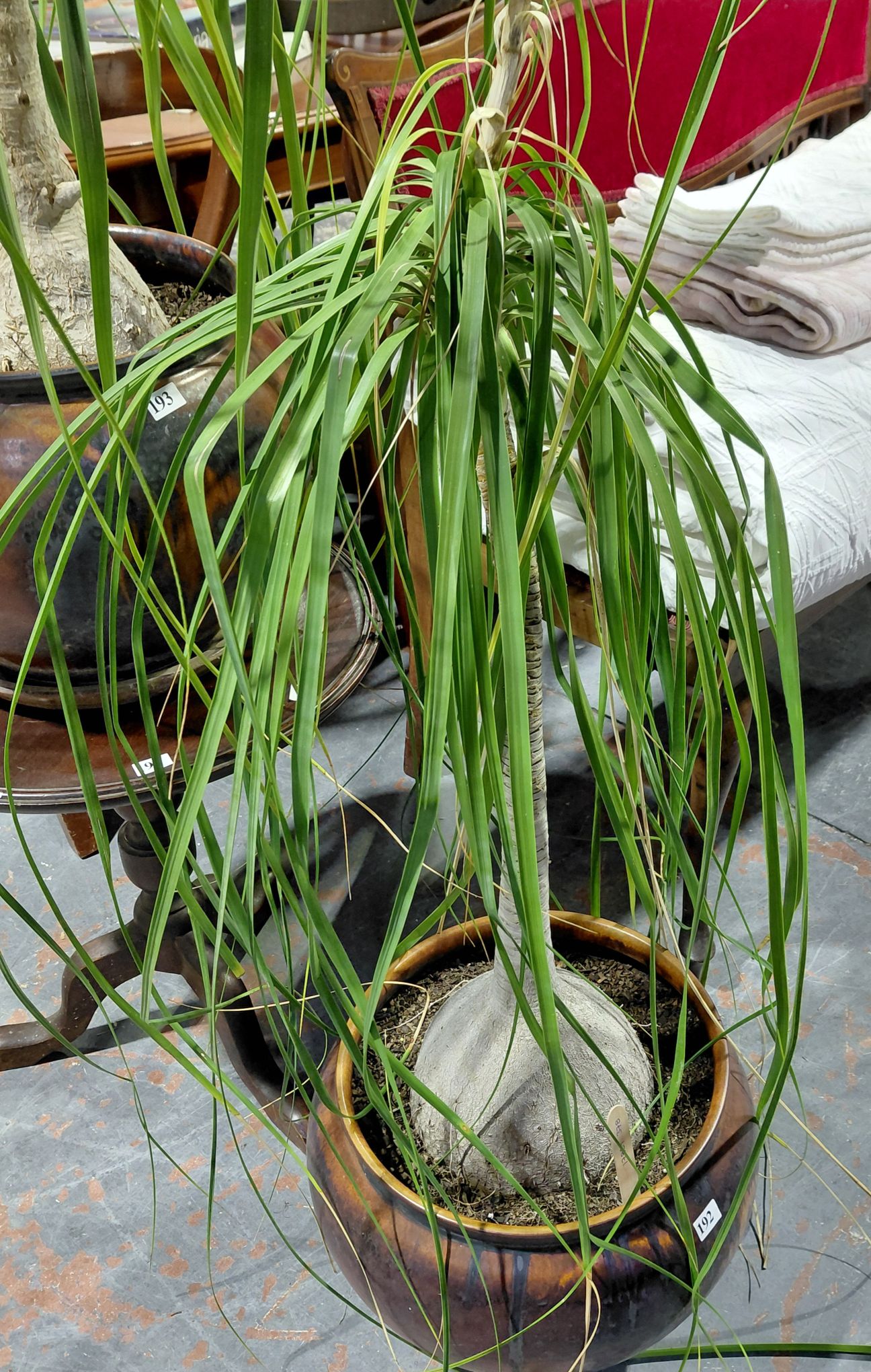 Pony Tail Palm Tree