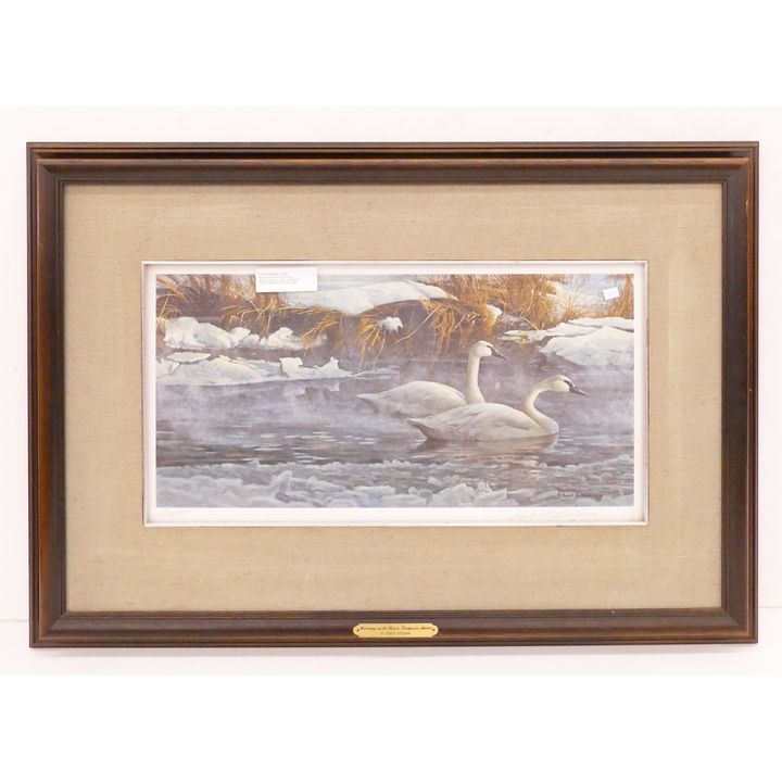 Robert Bateman 'Morning on the River, Trumpeter Swans' S/N Lithograph- 22x32'' framed