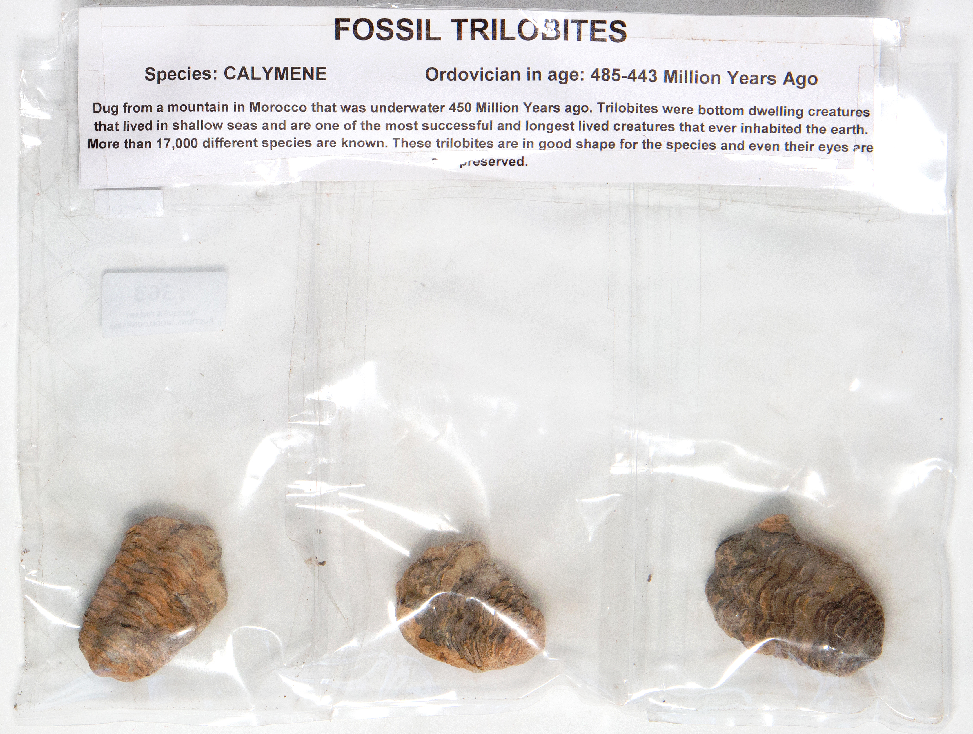 Fossil,