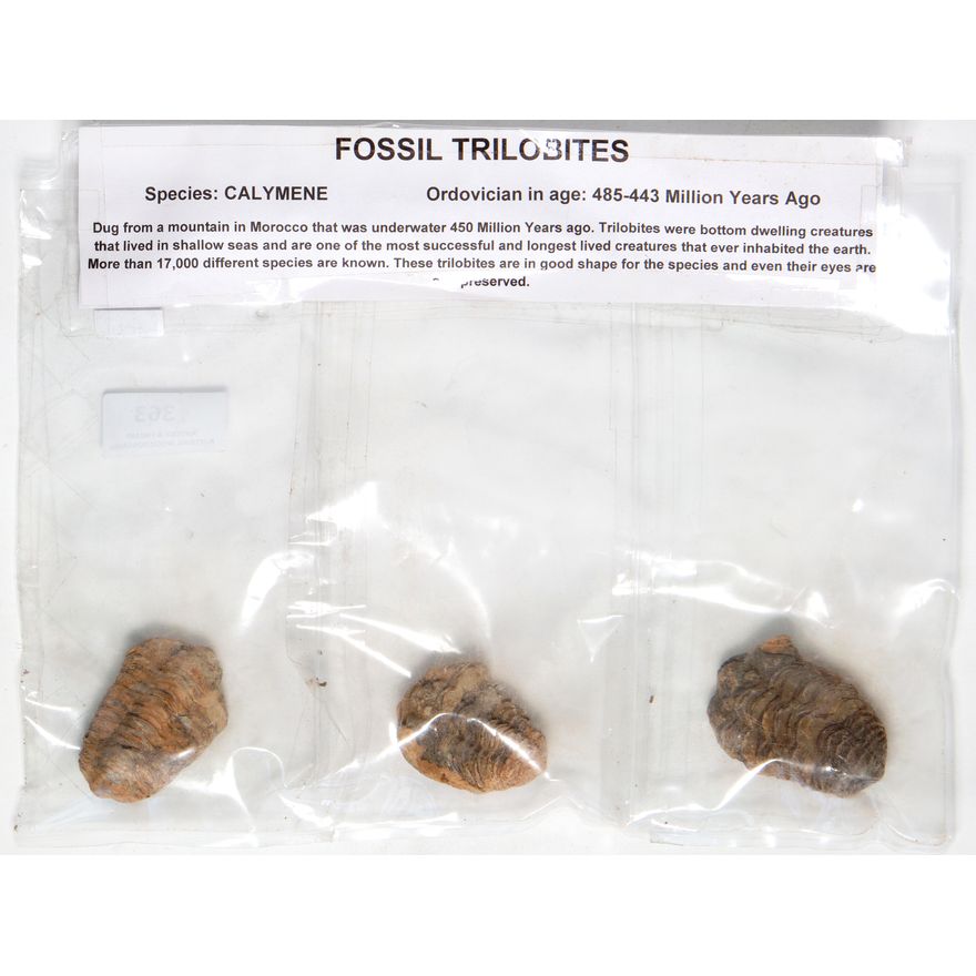 Fossil,
