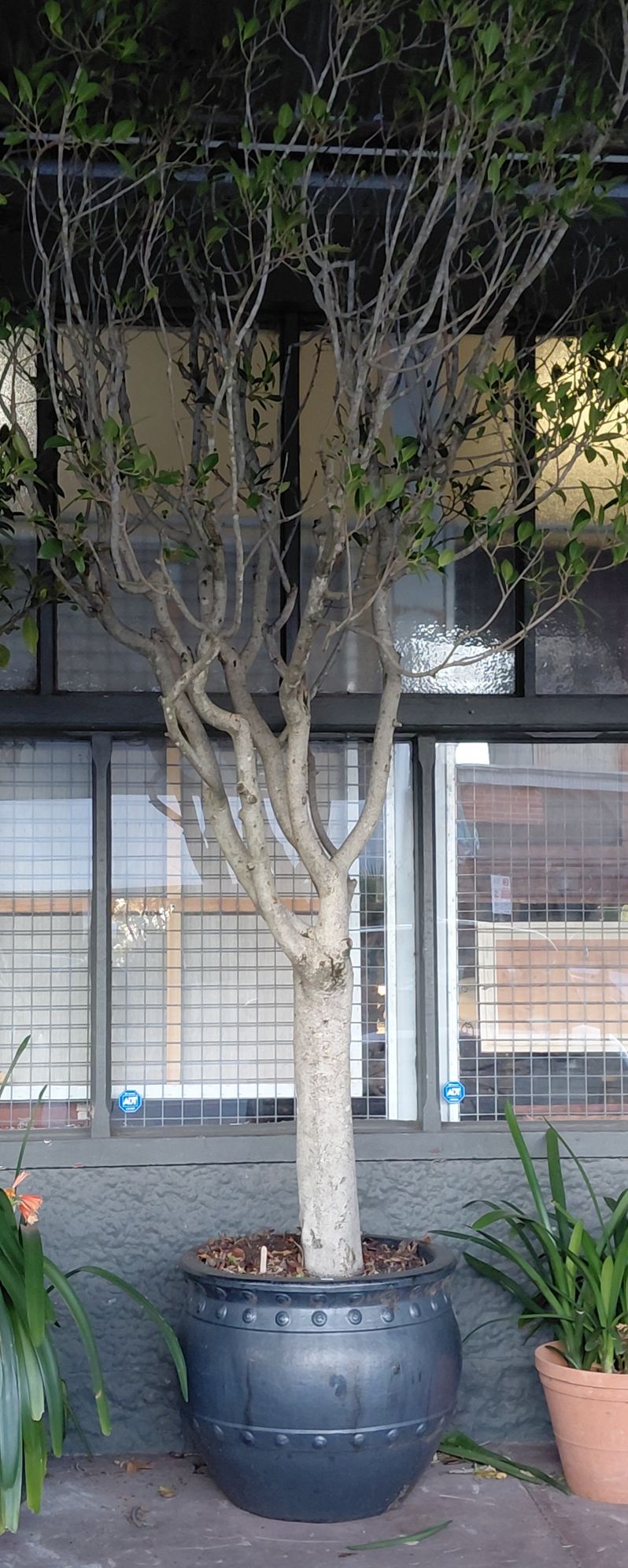 MATURE FICUS TREE