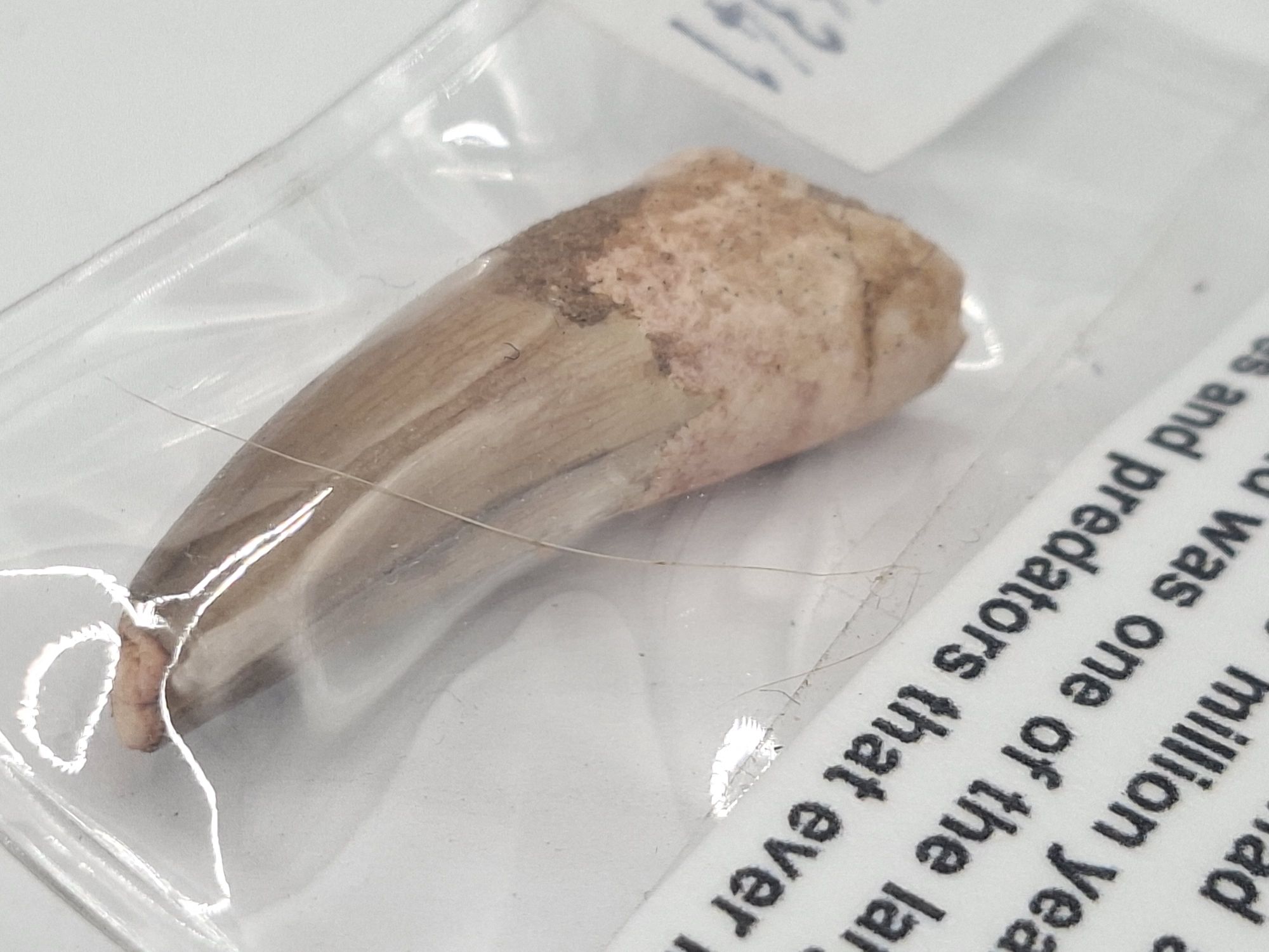 82 · DINOSAUR TOOTH