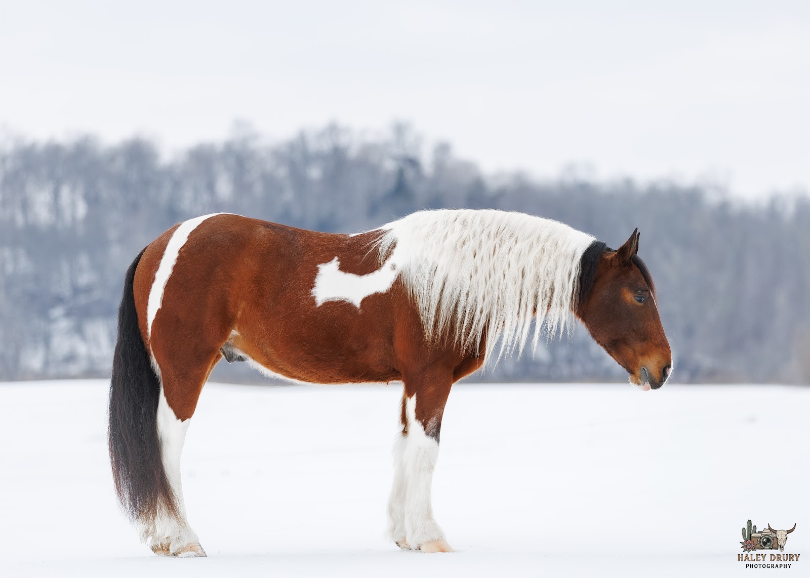 ROMEO | Horse Bid, LLC