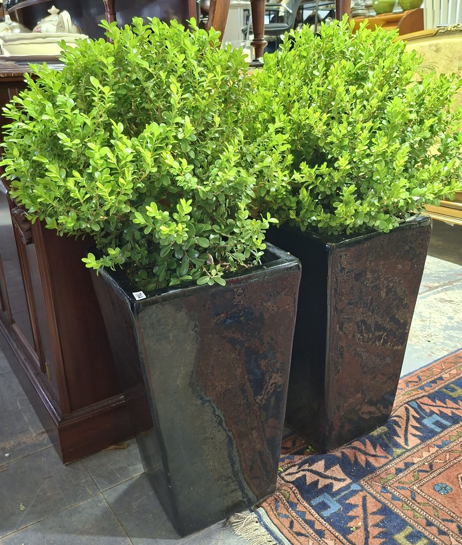 2 Potted Japanese Box Plants