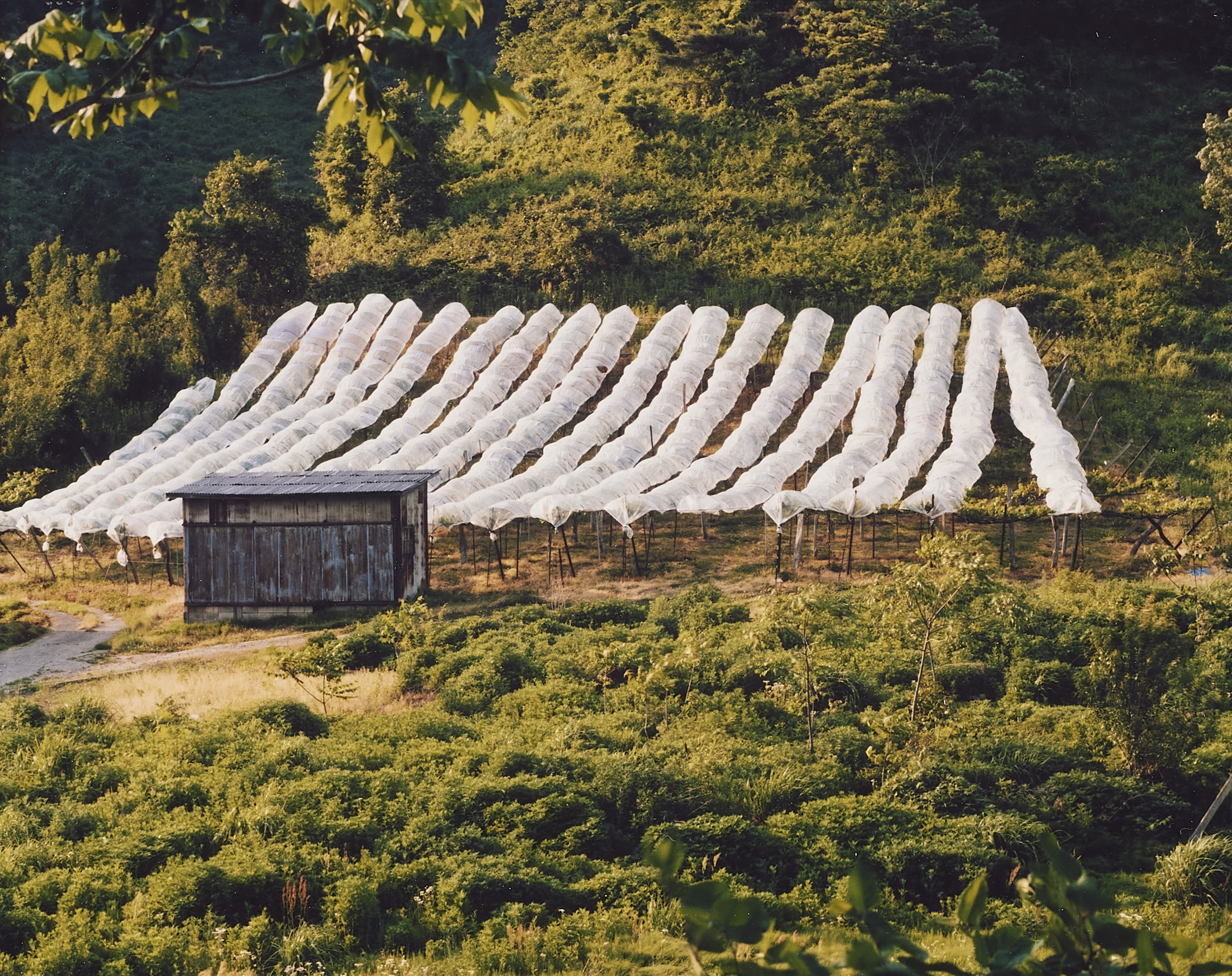 Toshio Shibata, Toshio Shibata Untitled 1980s