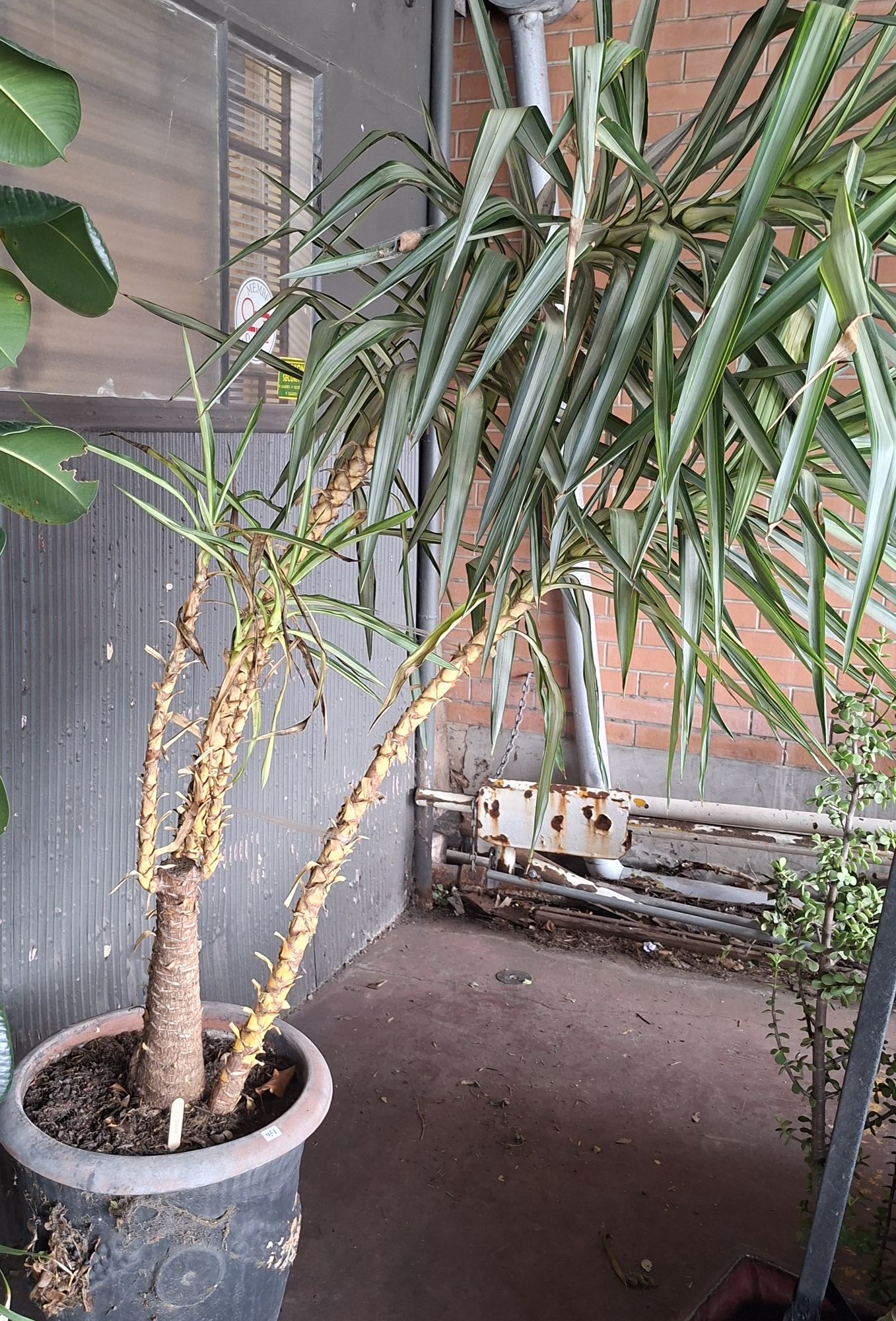 YUCCA TREE