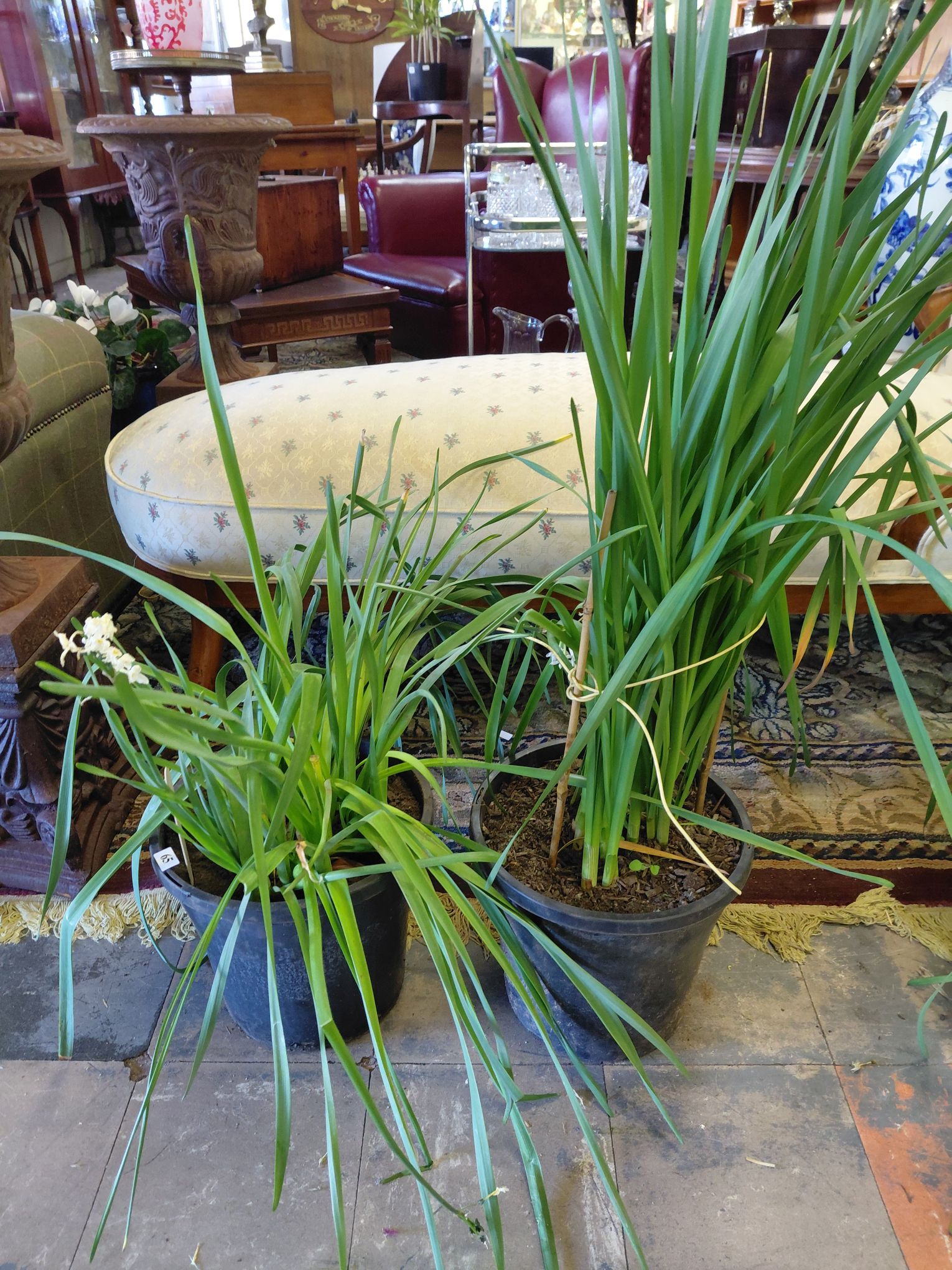 65 · POTTED NARCISSUS