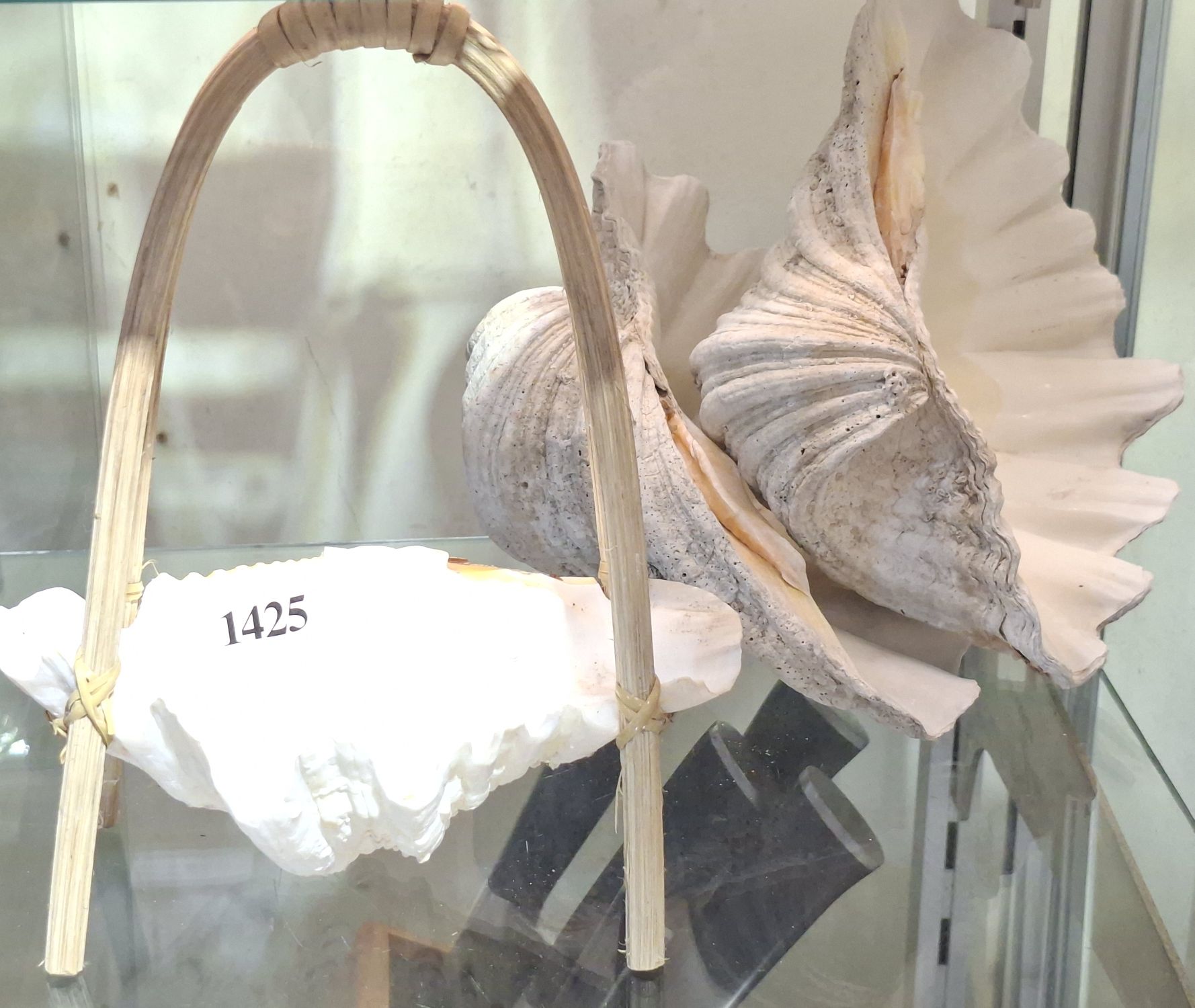 CLAM SHELLS