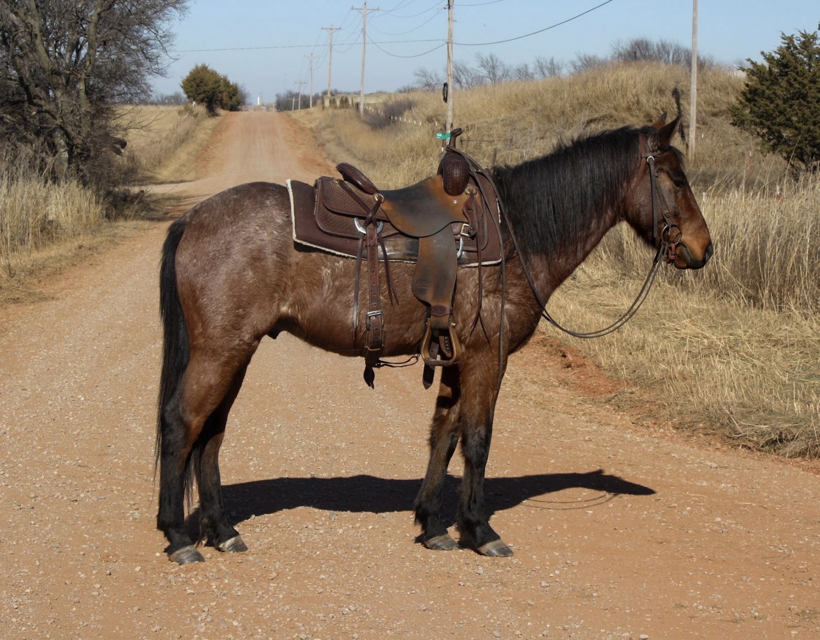 CRACKER JAX | Horse Bid, LLC