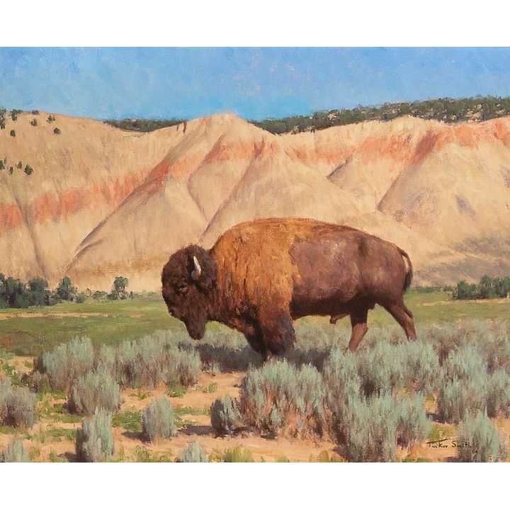 Bison at Vermillion Creek by Tucker Smith (1940- )