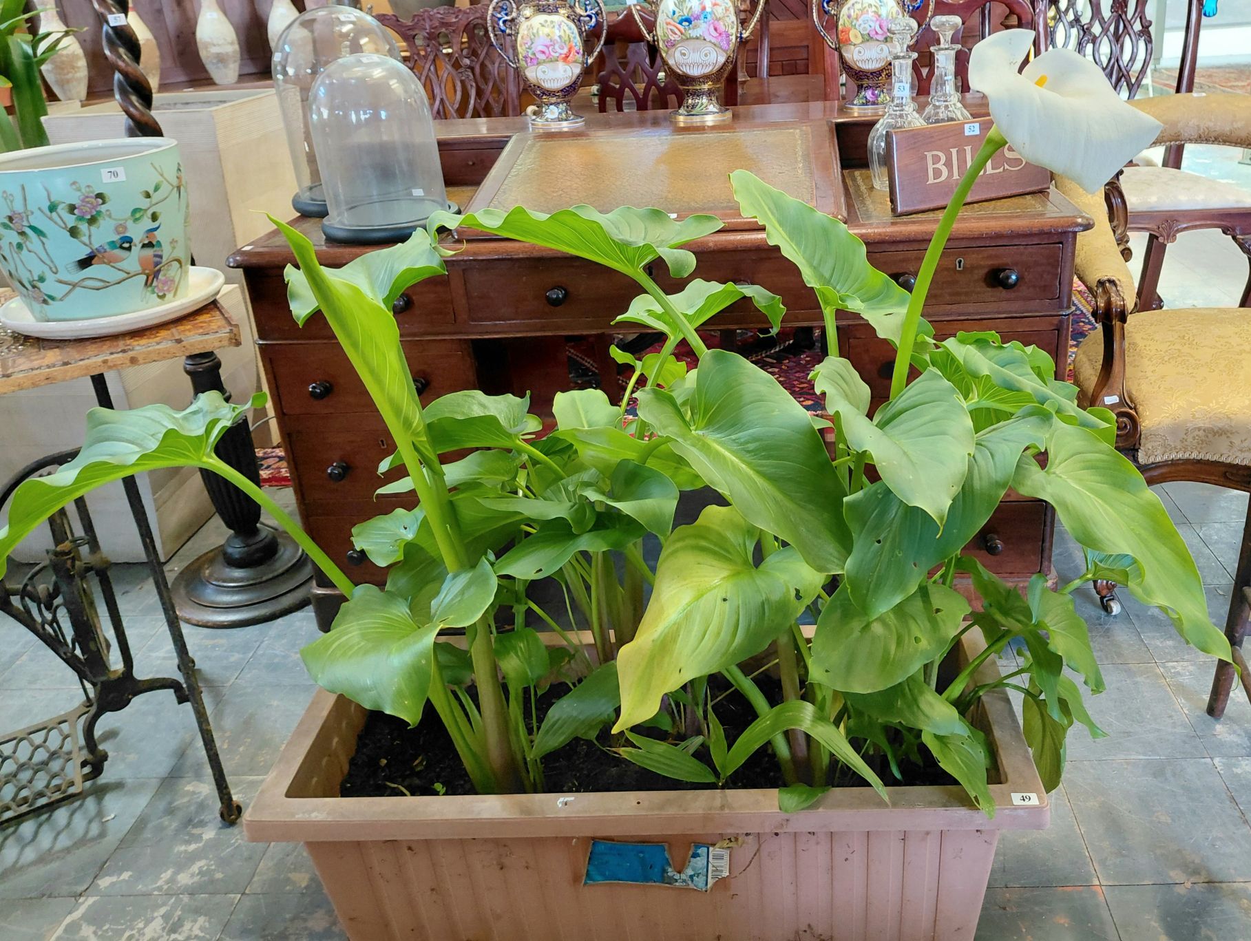 Peace Lily