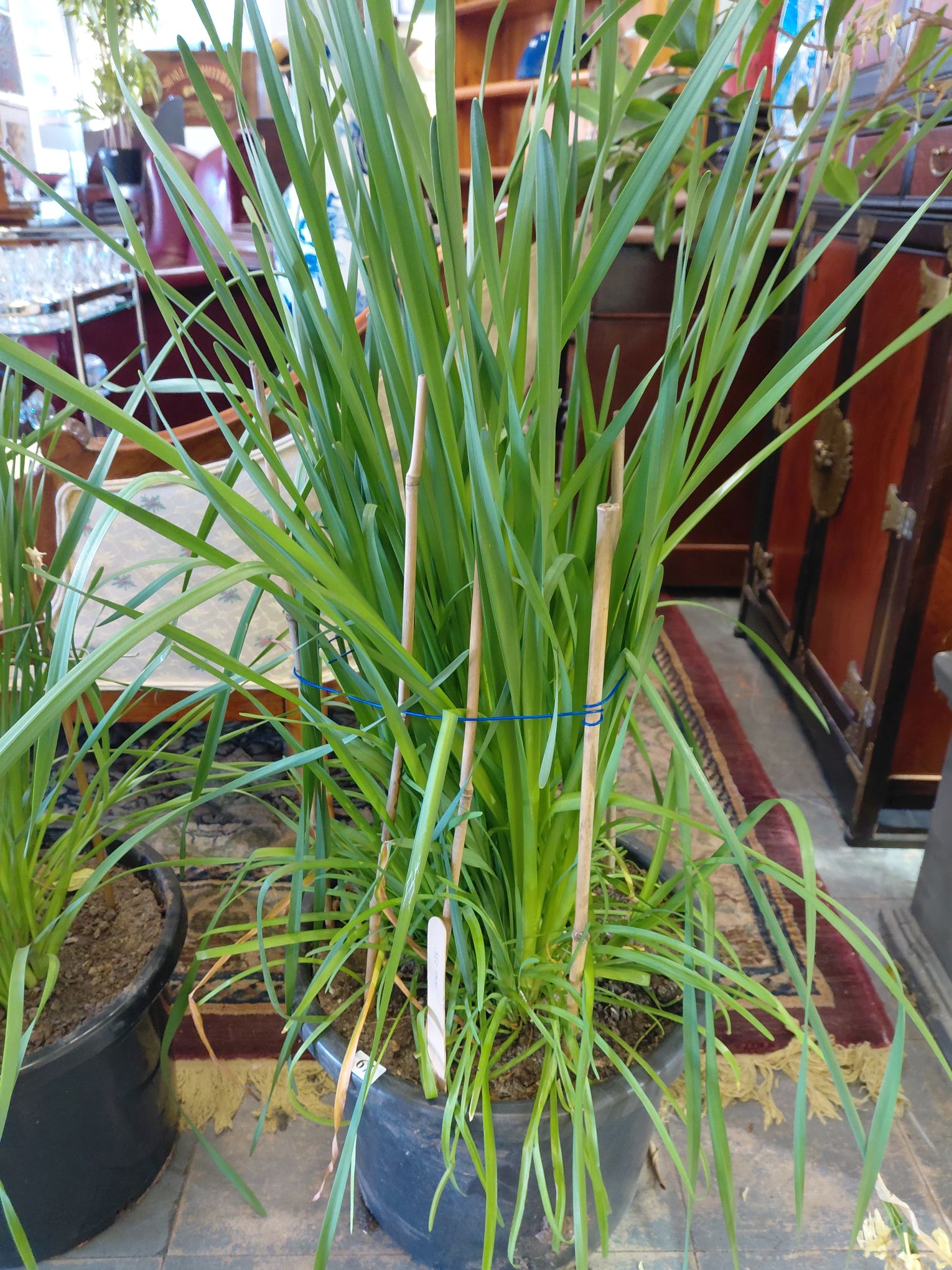 67 · POTTED NARCISSUS