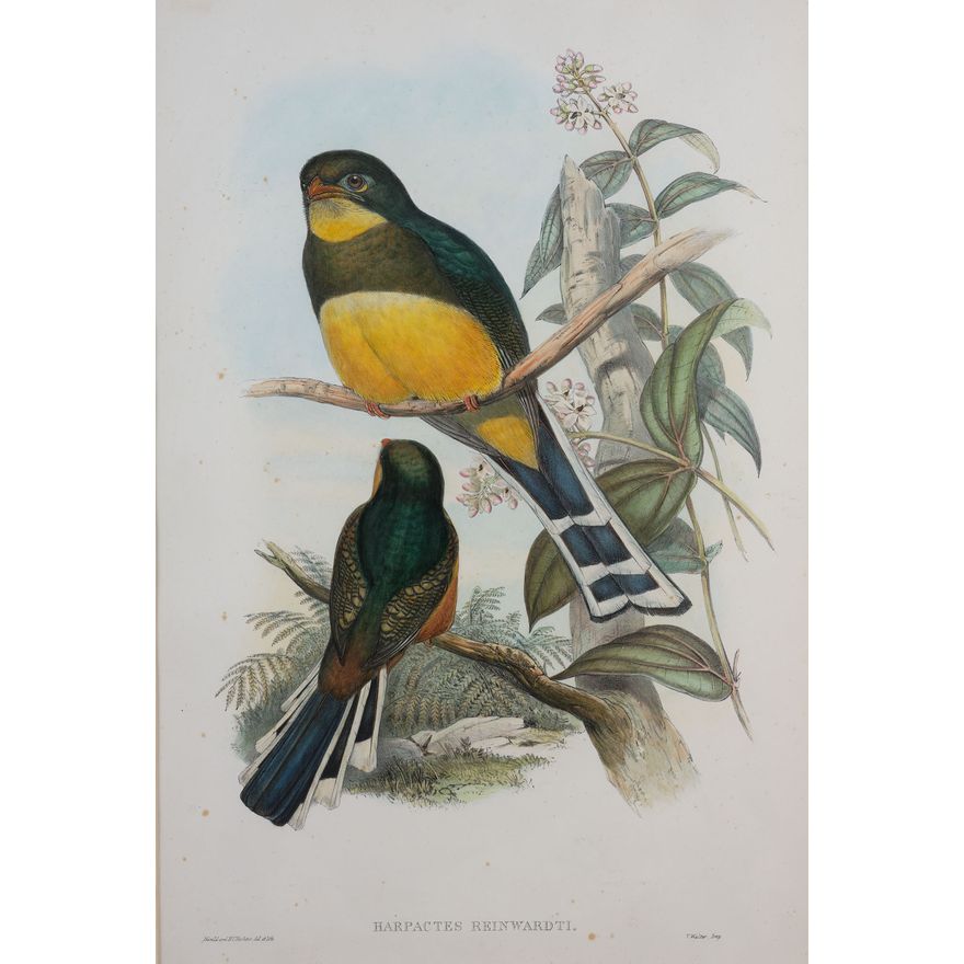 John Gould & H.C. Ritcher 'Harpactes Reinwardti, Reinwardt’s Trogan'