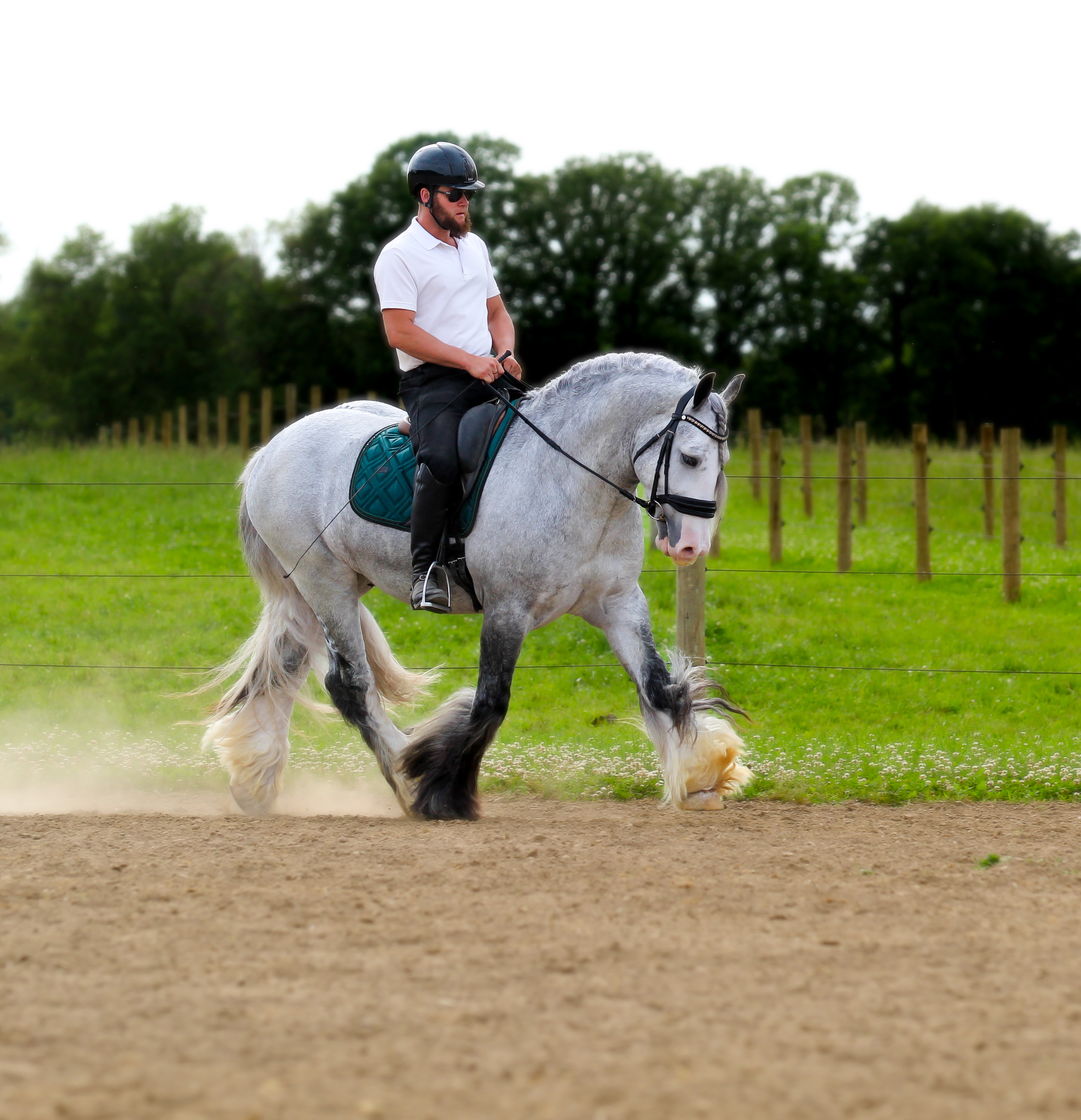 GREYSON | Horse Bid, LLC