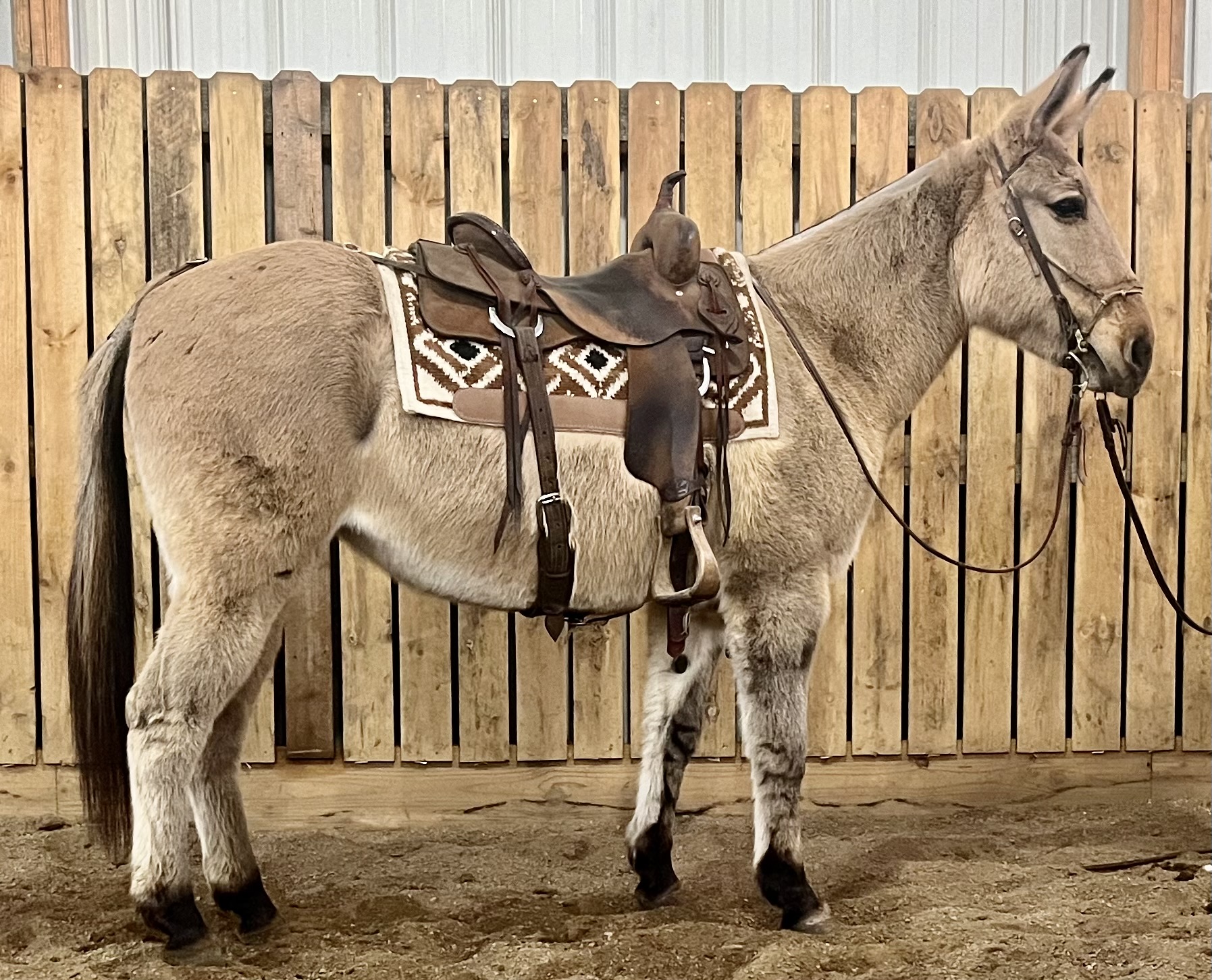 Trail Riding Mules Belgian Mules For Sale Joe Burro Adams Horse Mule
