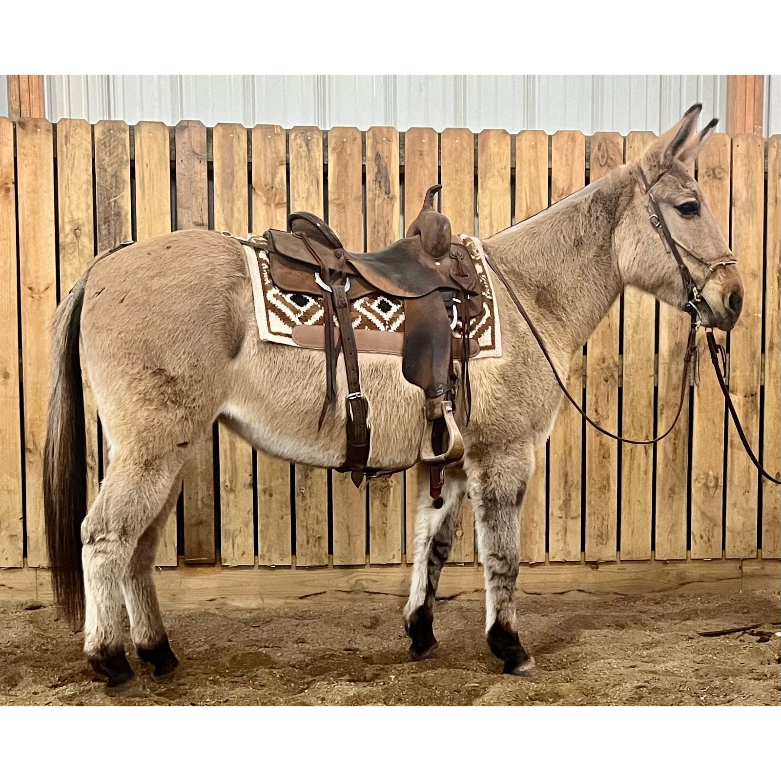 Trail Riding Mules Belgian Mules For Sale Joe Burro Adams Horse Mule