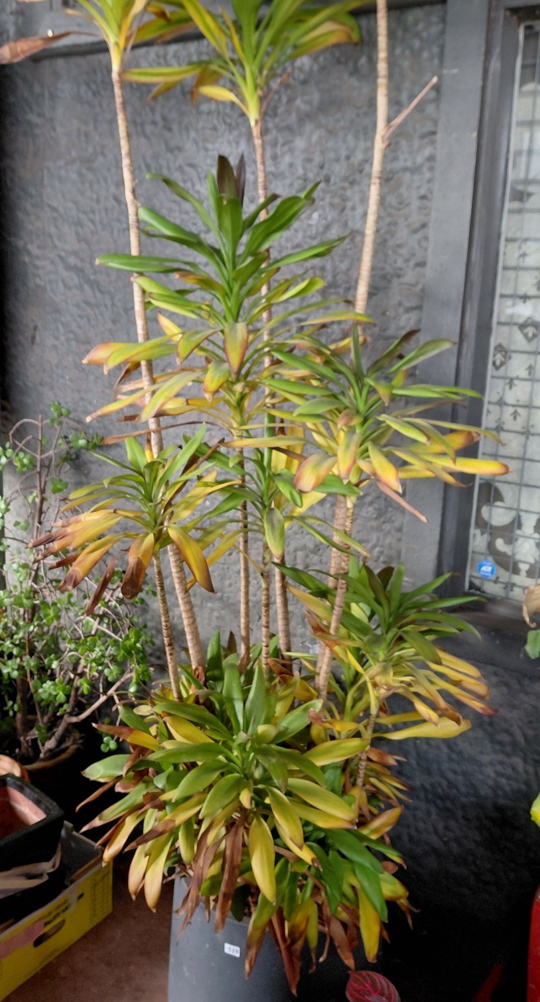Large Potted Palm Lily