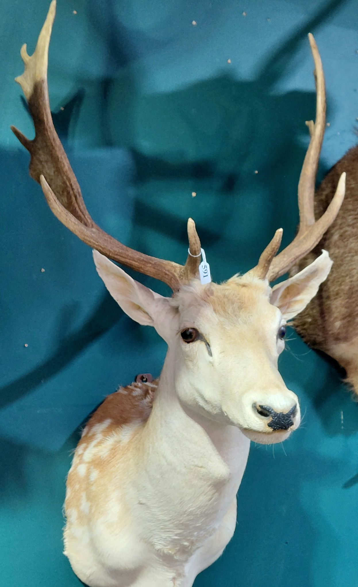 591 · TAXIDERMY FALLOW DEER