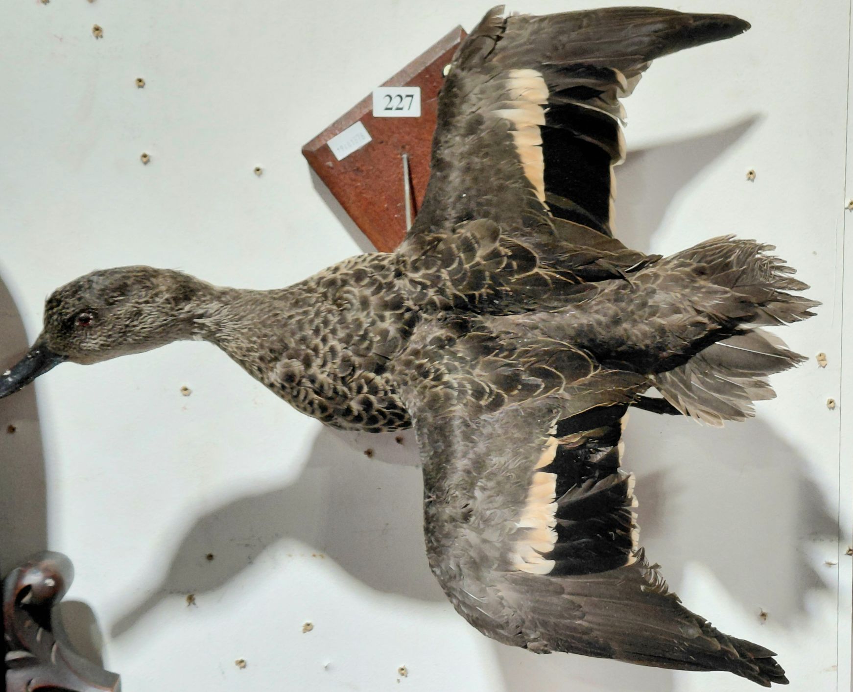 Taxidermy Duck