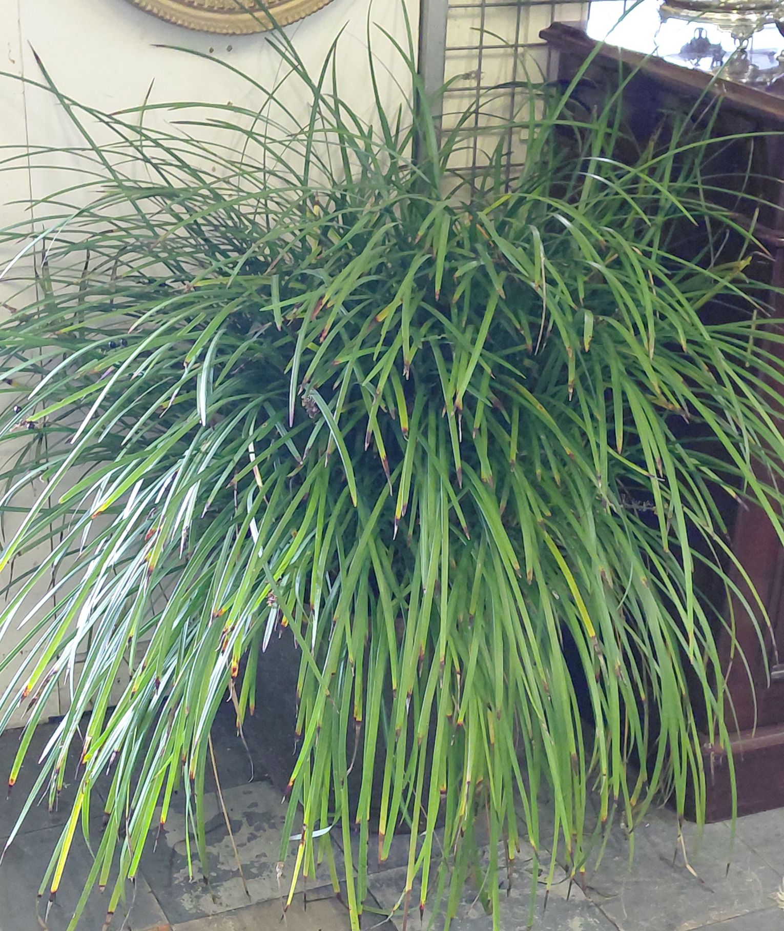 5 · LIRIOPE