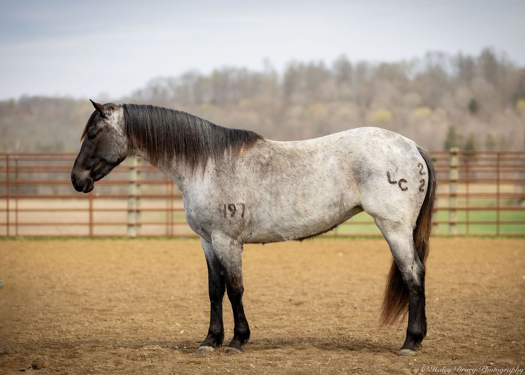MERCEDES | Horse Bid, LLC