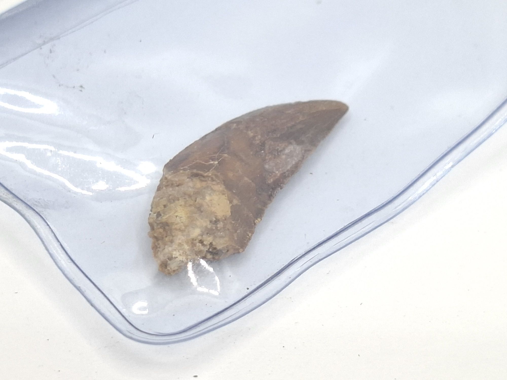 79 · DINOSAUR RAPTOR TOOTH