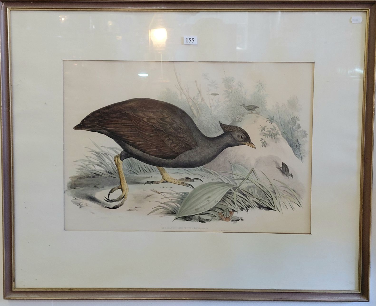 155 · JOHN GOULD