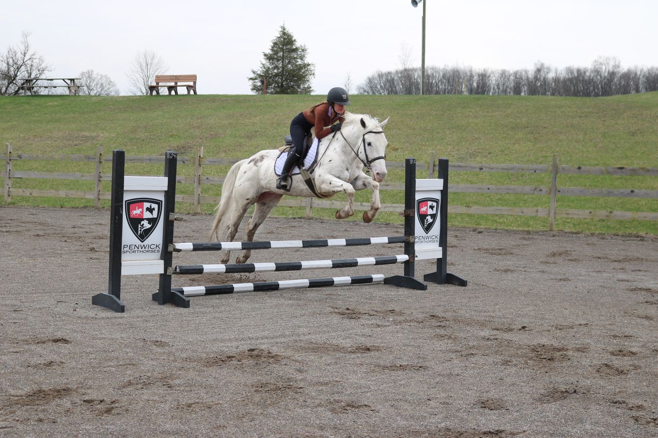 ZIGGY | Horse Bid, LLC