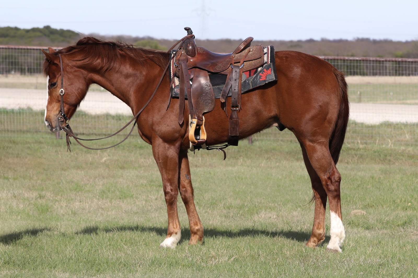 TANGO MANGO | Horse Bid, LLC