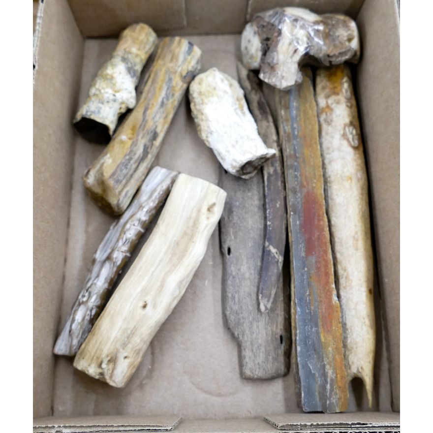 Box Fossilized Tusk Fragments