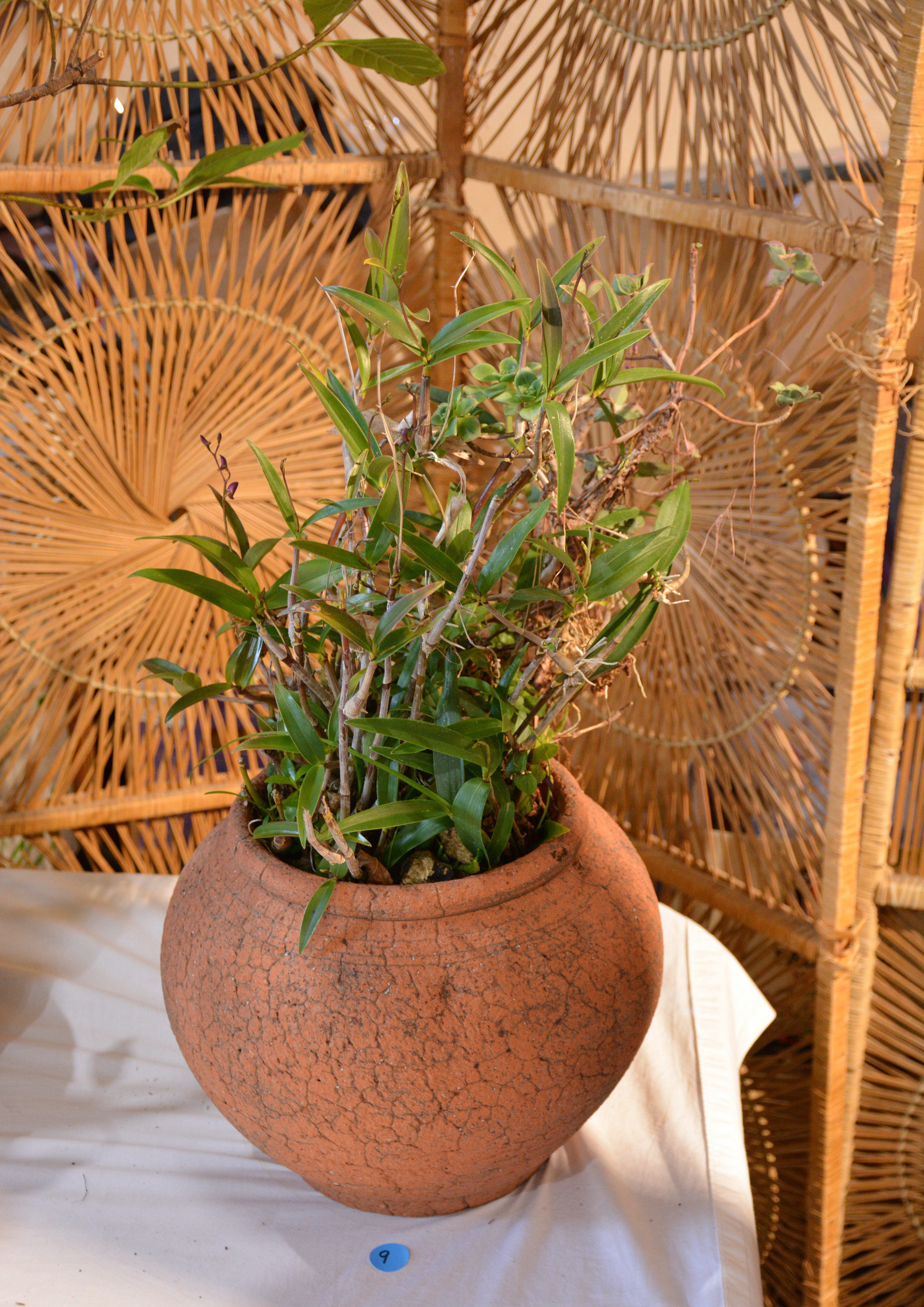 Mexican Orchid in Terracotta Pot — sold at auction in New Zealand for $50