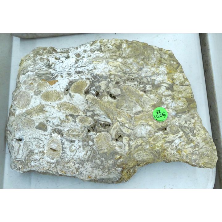Fossilized Shell Slab Fragment 8''x11''